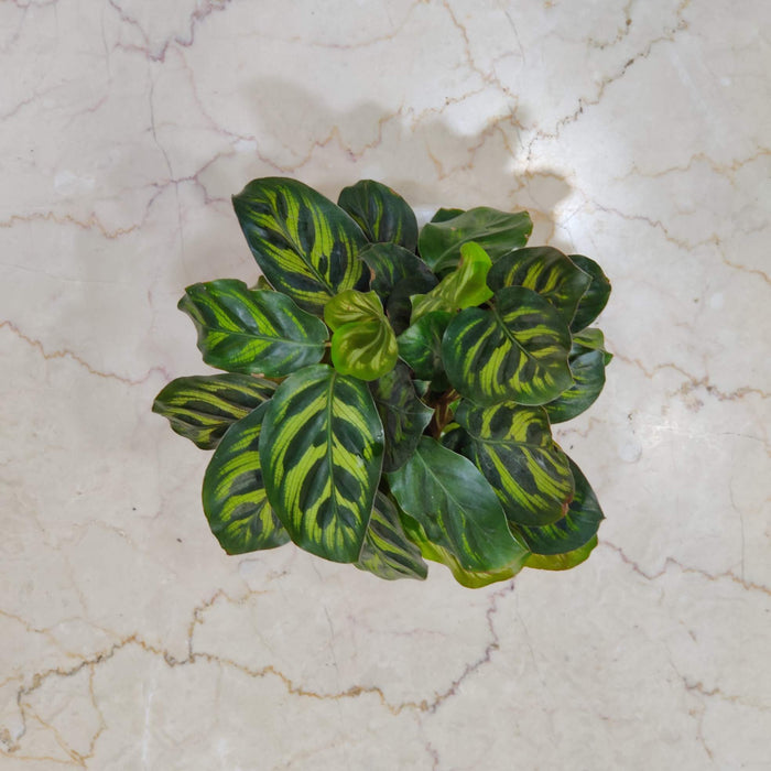 Calathea  Makoyana  Watering Plant  12 cm pot