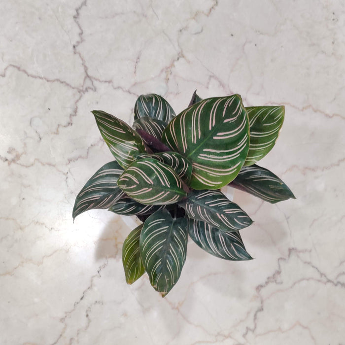 Calathea Watering Plant 12 cm pot