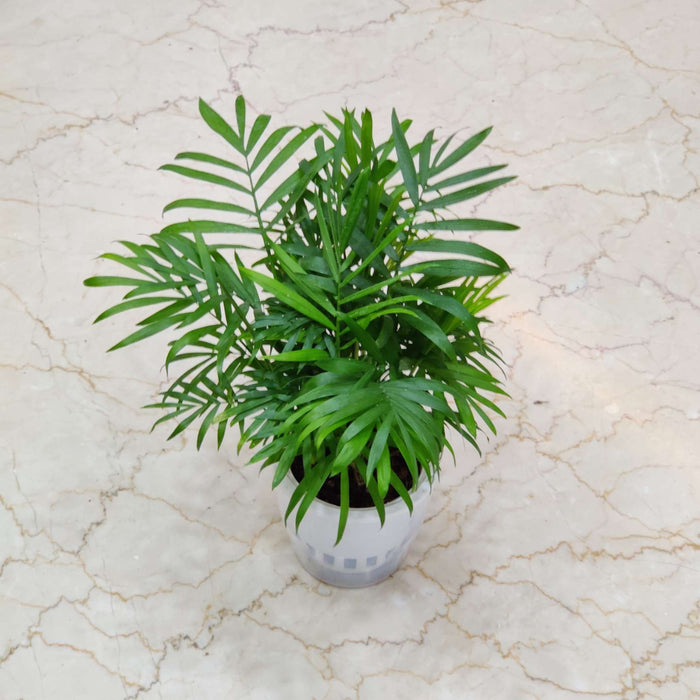 Bamboo Polm  Watering Plant 12 cm pot