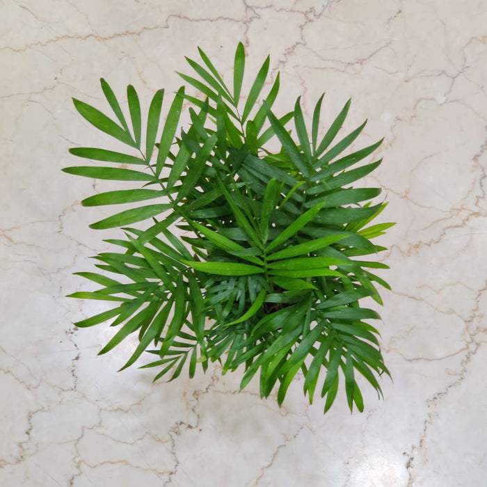 Bamboo Polm  Watering Plant 12 cm pot