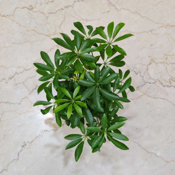 Radermachera Green Mlni Watering Plant 12 cm pot