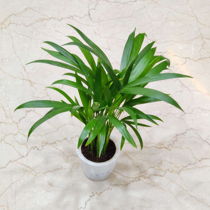 Areca palm Watering Plant 12 cm pot