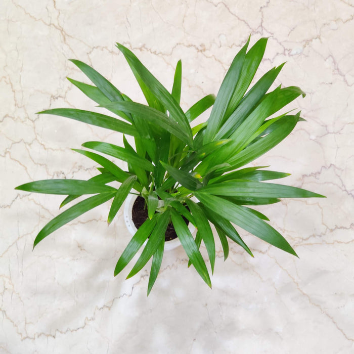 Areca palm Watering Plant 12 cm pot