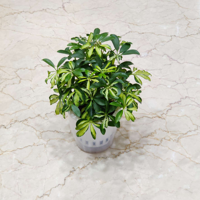 Schefflera Watering Plant 12 cm pot