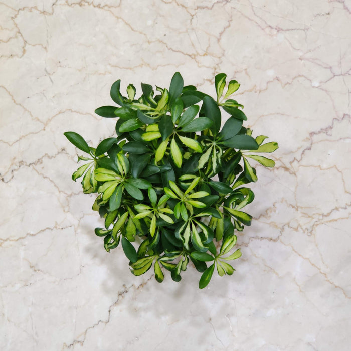 Schefflera Watering Plant 12 cm pot