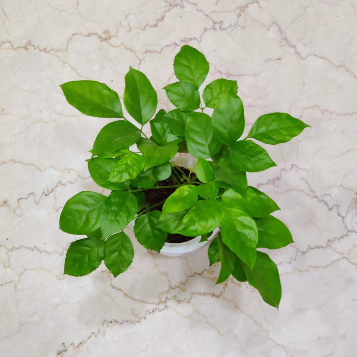 Radermachera Watering Plant 12 cm pot