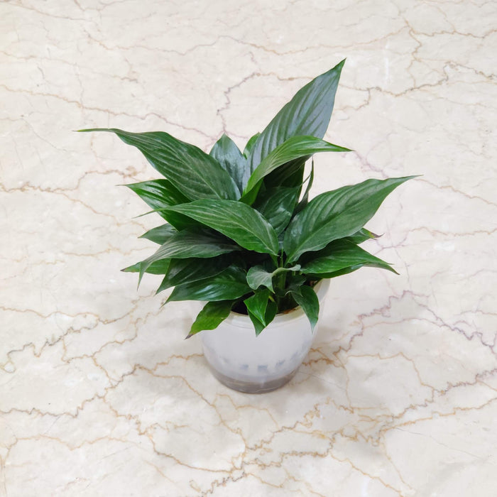 Spathiphyllum Watering Plant 12 cm pot