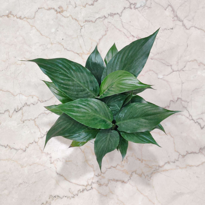 Spathiphyllum Watering Plant 12 cm pot