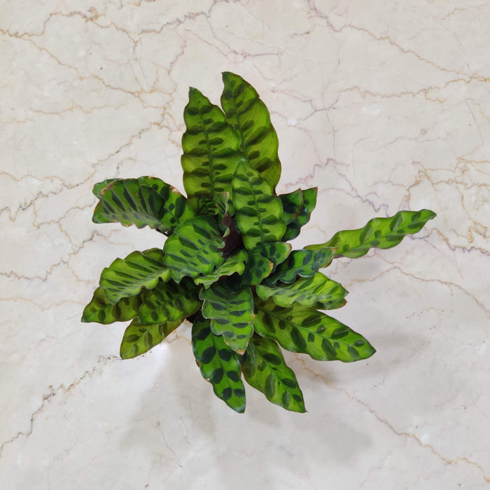 Calathea insignis Watering Plant 12 cm pot