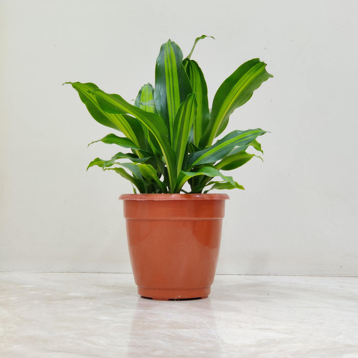 Dracaena Massangeana Giganta Plant 14.5 cm pot