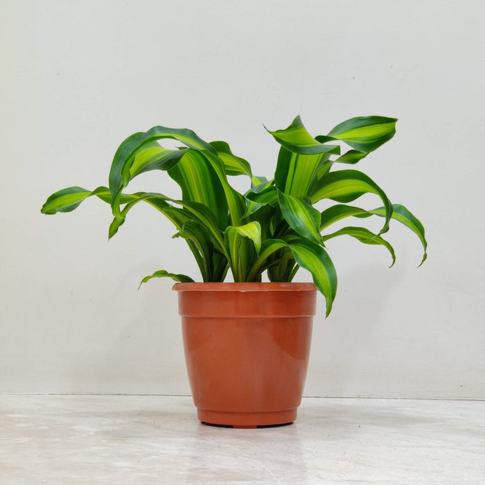 Dracaena Fragans Plants 14.5 cm pot