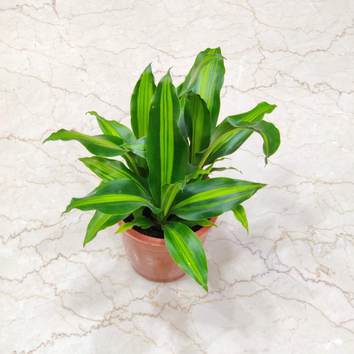 Dracaena Massangeana Giganta Plant 14.5 cm pot