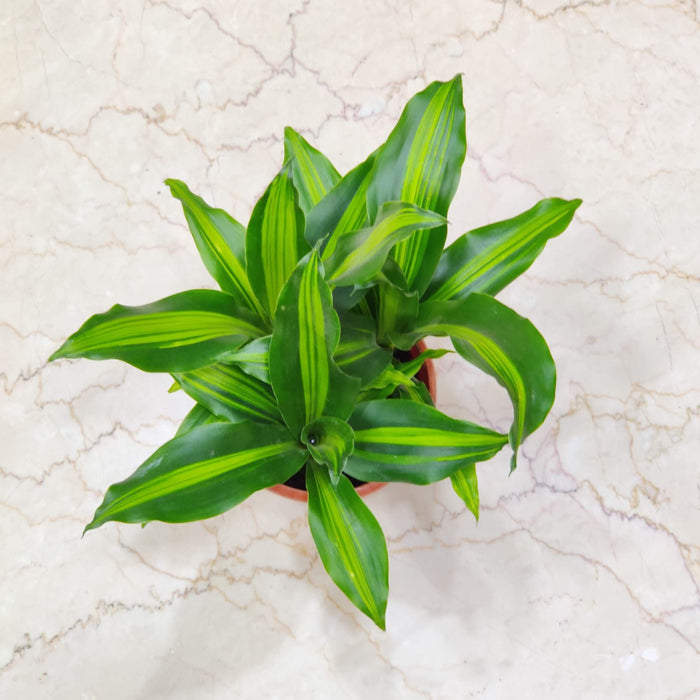 Dracaena Massangeana Giganta Plant 14.5 cm pot