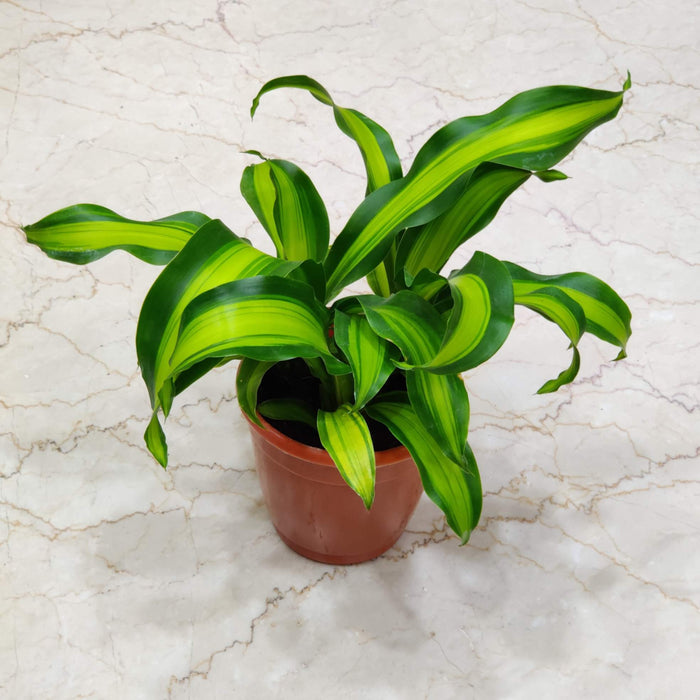 Dracaena Fragans Plants 14.5 cm pot