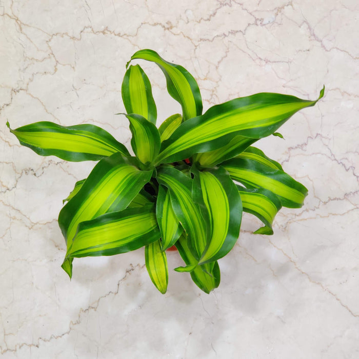 Dracaena Fragans Plants 14.5 cm pot