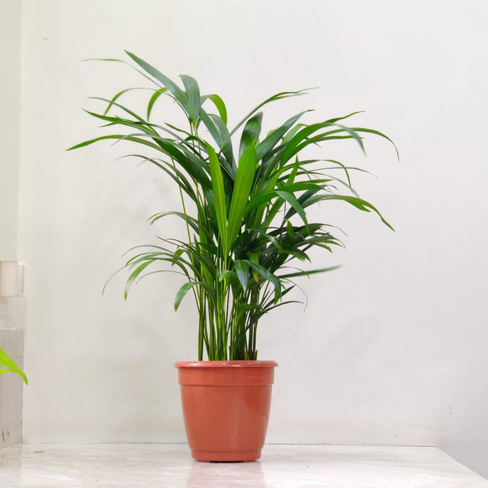 Areca Palm Plant 15 cm pot