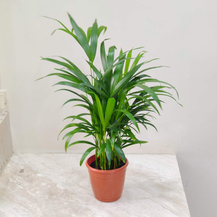 Areca Palm Plant 15 cm pot