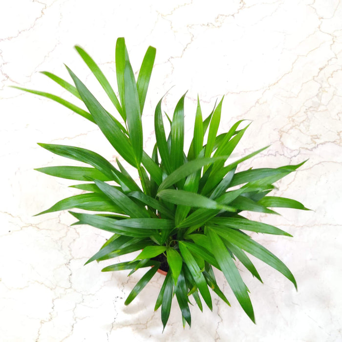Areca Palm Plant 15 cm pot