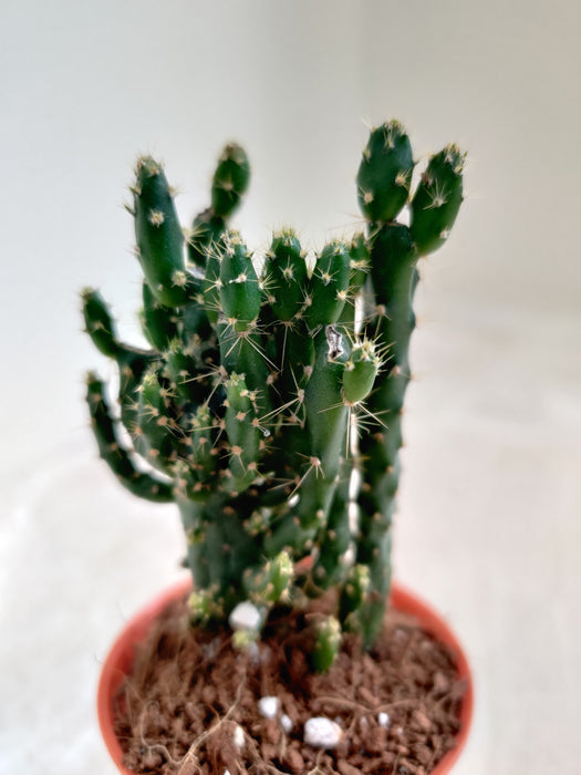 Compact Opuntia Tuna Montrosa Cactus
