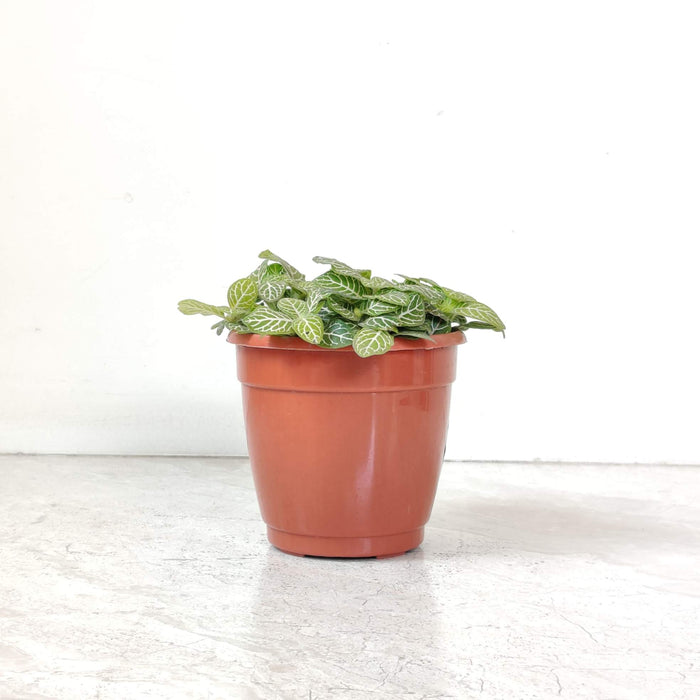 Fittonia Yellow Green Plants Live Indoor Plant | 10cm Pot