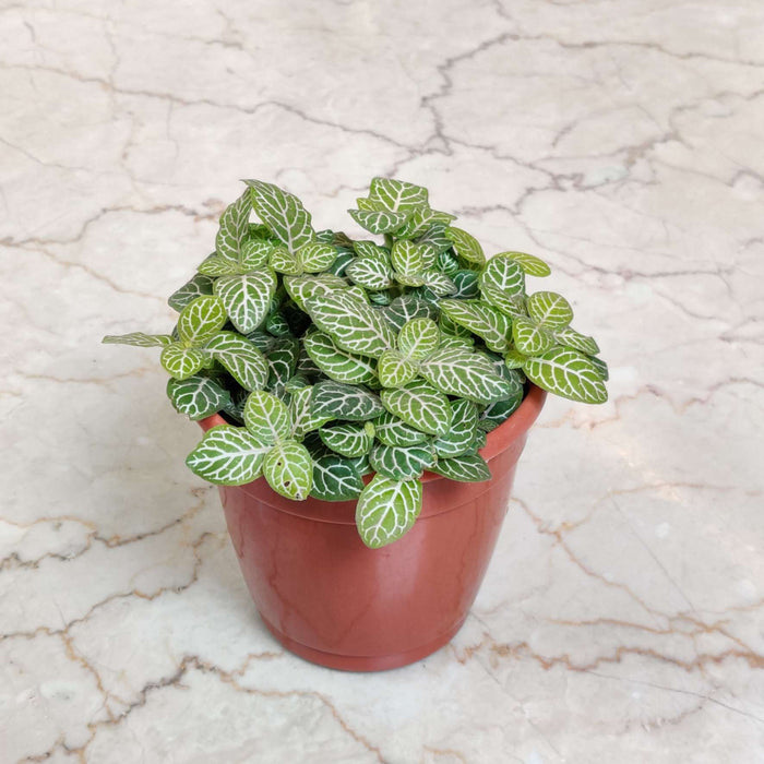 Fittonia Yellow Green Plants Live Indoor Plant | 10cm Pot