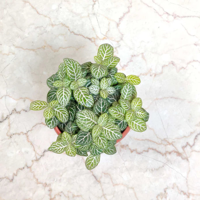 Fittonia Combo Pack of 4  Live Indoor Plant | 10cm Pot