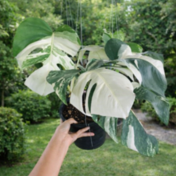 variegated monstera live plant Monstera Albo Variegated Indoor Plant