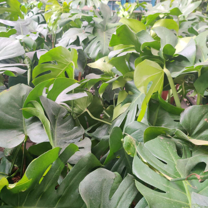 Monstera Delicosa Live Indoor Plant