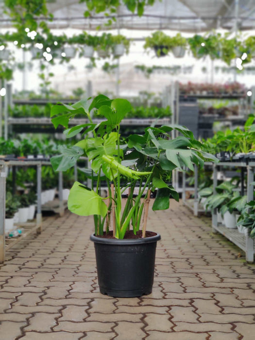 Monstera Delicosa Live Indoor Plant