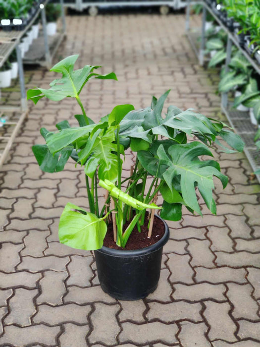 Monstera Delicosa Live Indoor Plant