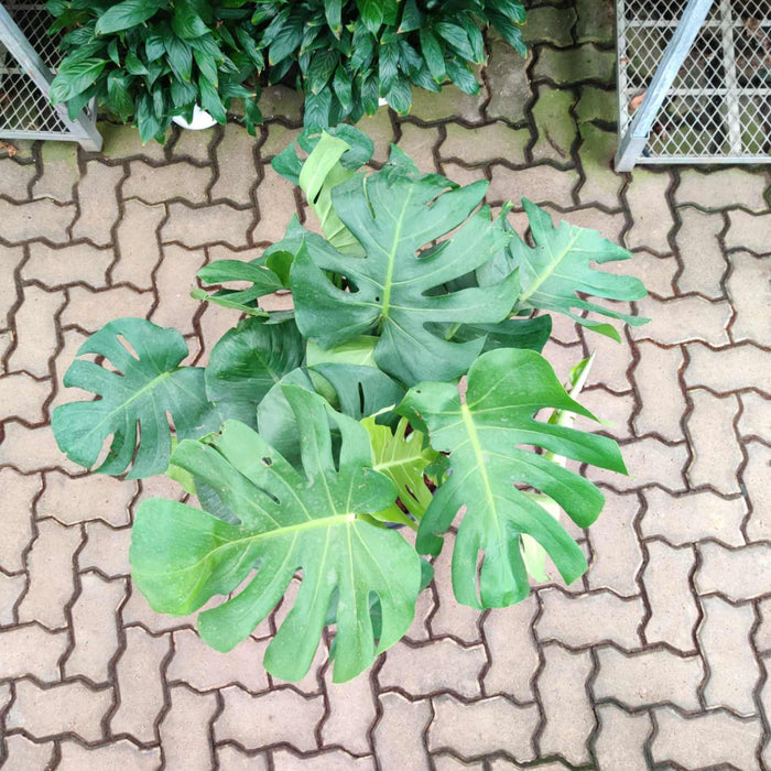 Monstera Delicosa Live Indoor Plant
