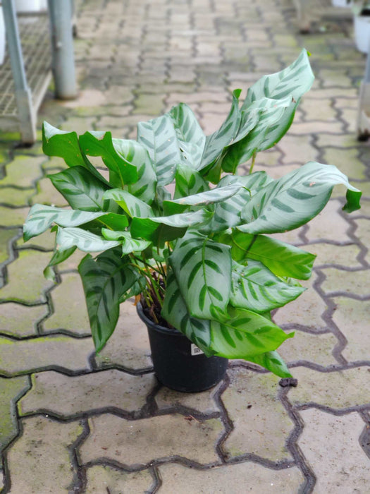 Calathea Bella 18 cm pot