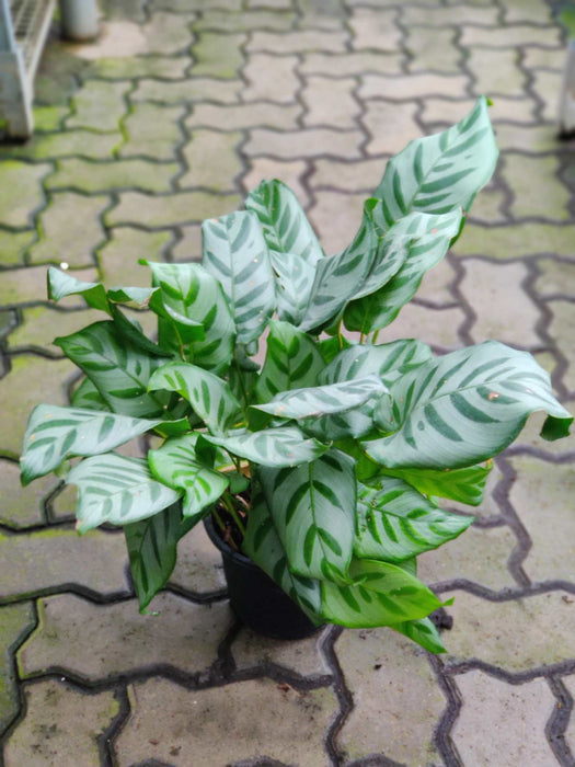 Calathea Bella 18 cm pot
