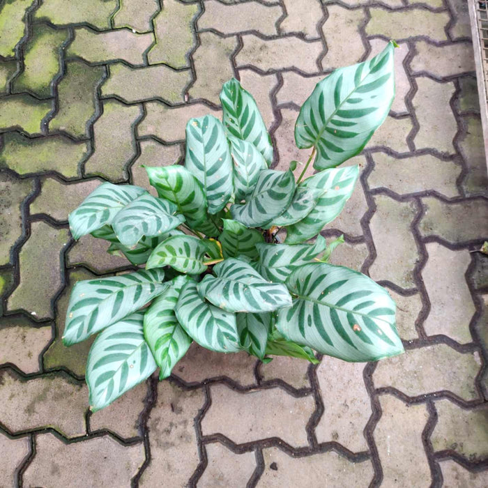 Calathea Bella 18 cm pot