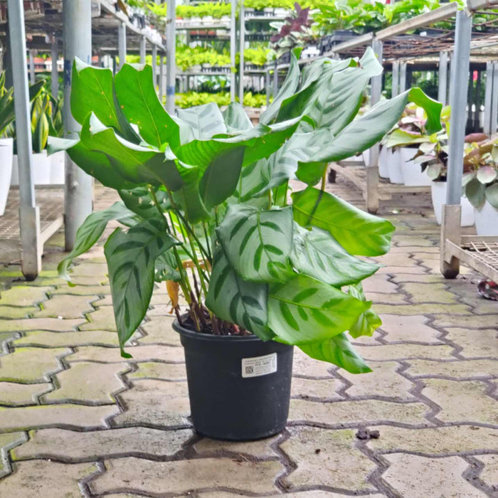 Calathea Bella 18 cm pot