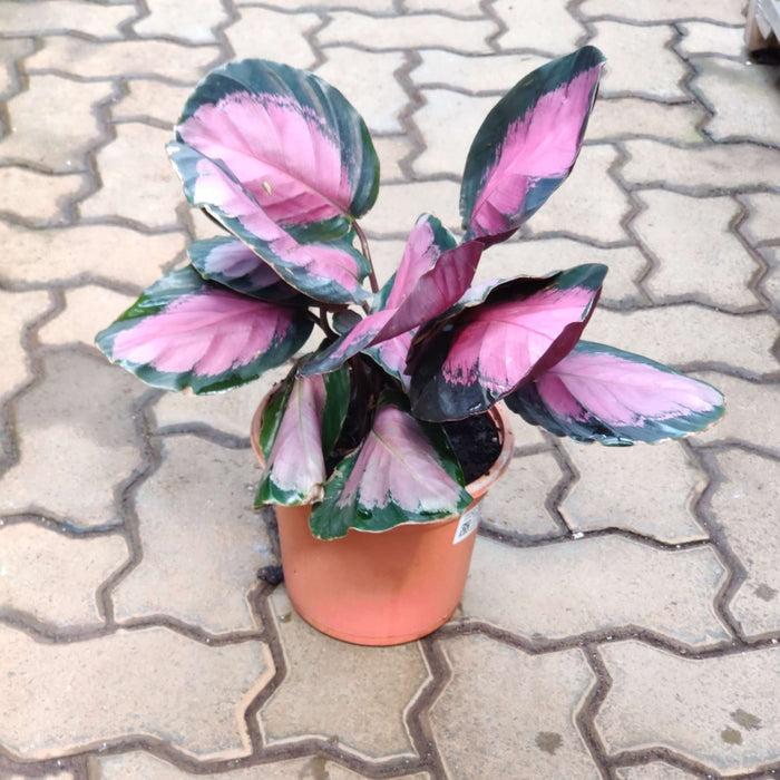 Calathea Rusco 18 cm pot