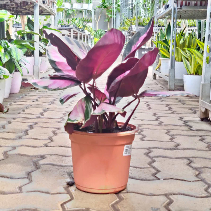 Calathea Rusco 18 cm pot