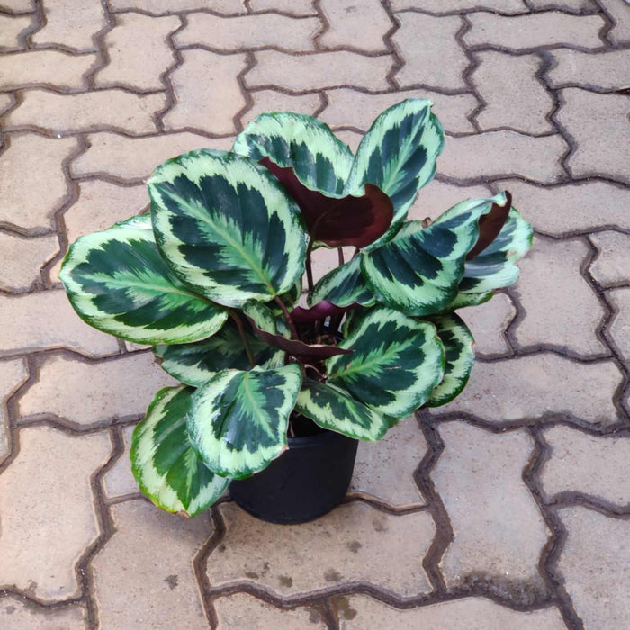 Calathea Roseopicta 'Medallion 18 cm pot