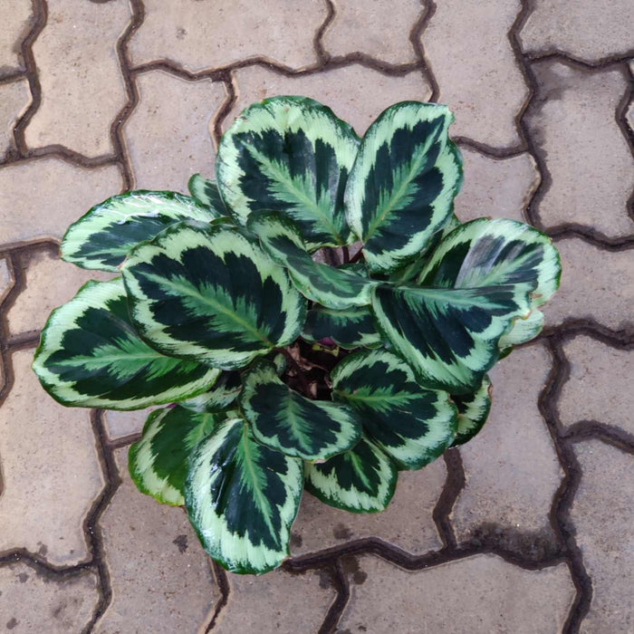 Calathea Roseopicta 'Medallion 18 cm pot
