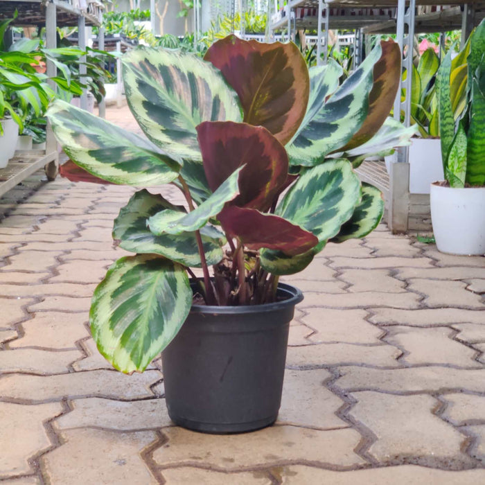 Calathea Roseopicta 'Medallion 18 cm pot