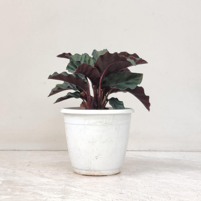 Calathea Gandersii 12 cm pot