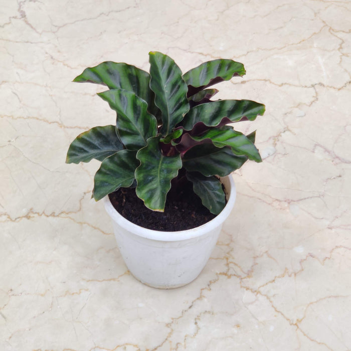 Calathea Gandersii 12 cm pot