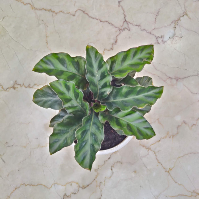 Calathea Gandersii 12 cm pot