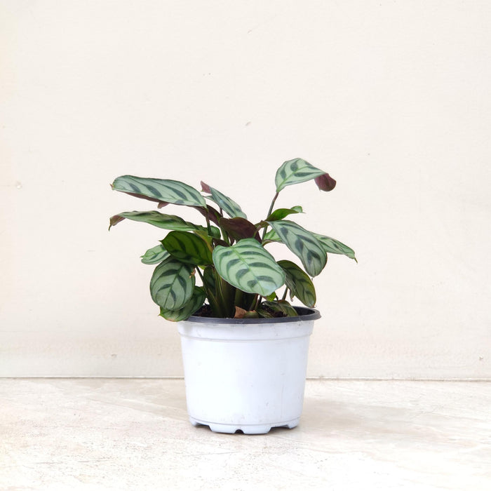 Calathea Burle Marxii 7 cm pot