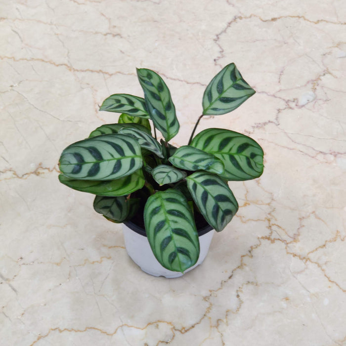 Calathea Burle Marxii 7 cm pot