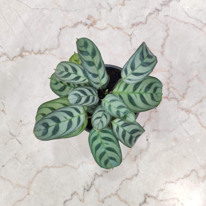 Calathea Burle Marxii 7 cm pot