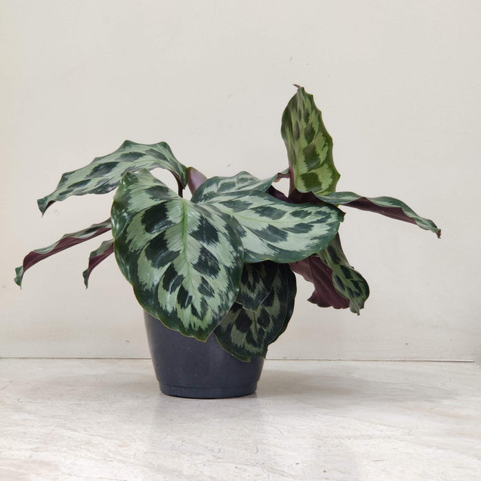 Calathea Kennedy 12 cm pot