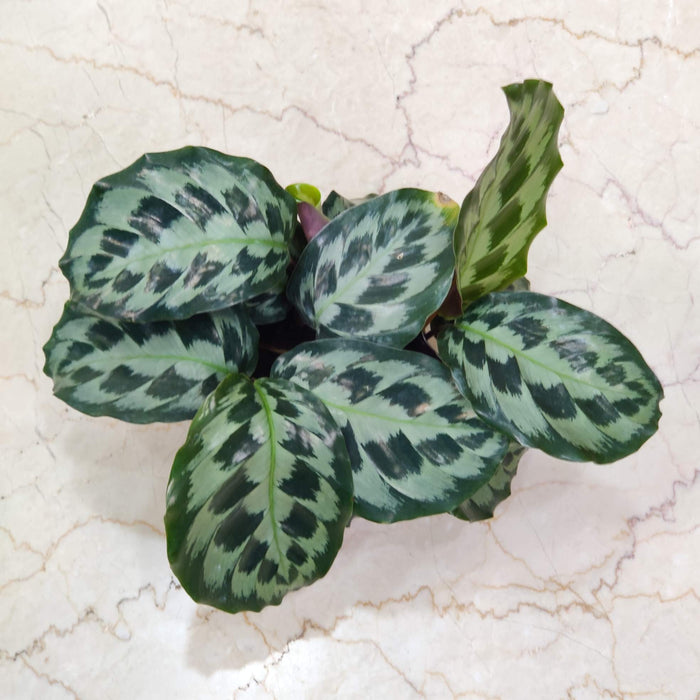 Calathea Kennedy 12 cm pot