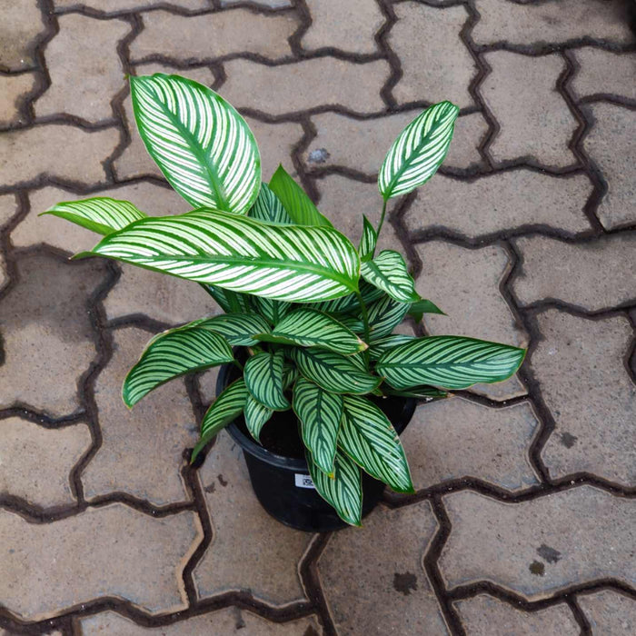 Calathea Vittata 18 cm pot