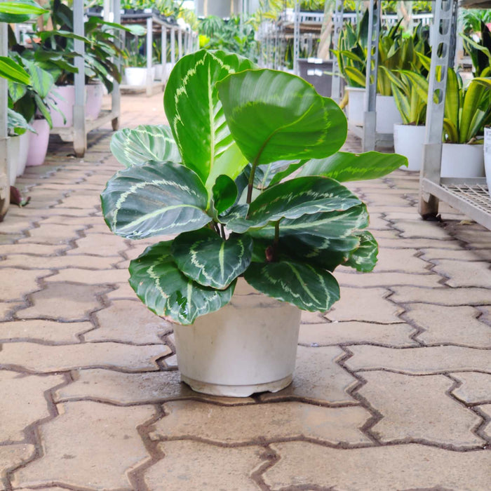 Calathea Green Lipstick 18 cm pot